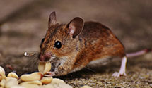 24 Hour & Emergency Exterminators in Knox, TN